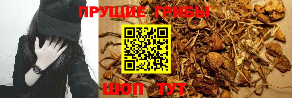 Псилоцибиновые грибы мухоморы Удомля